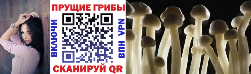 Псилоцибиновые грибы Psilocybe  Купить закладки  Кольчугино 